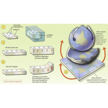 Using a photolithography process, scientists have created flat polymer sheets that bend themselves into three-dimensional shapes when exposed to water