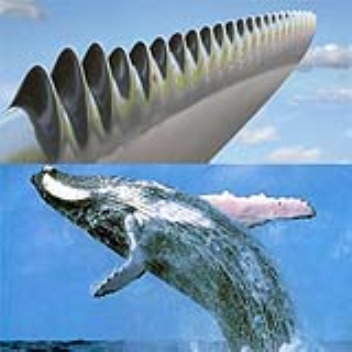 Tubercle placement on the humpback whale's flippers make it hydrodynamic