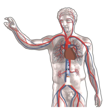 Nanorocket drug delivery