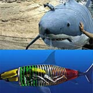 Submarine shaped like a shark for better shark study