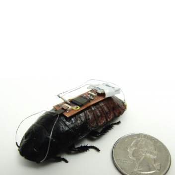 One of the 'backpack'-equipped remote-control Madagascar hissing cockroaches