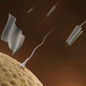 Remote-Controlled Spermbots Could Fertilize Eggs