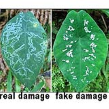 plants that feigns sickness to stop it being attacked by insect pests