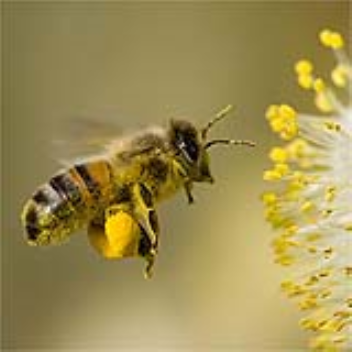 Air quality around eight airports in Germany is being monitored with the help of bees