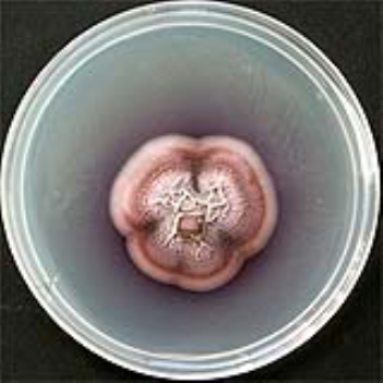 Microbe which breathes diesel fuel can help produce the next generation of biofuels