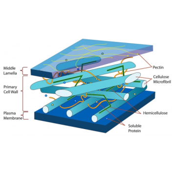 Underlying structure of the wall of a wood cell, showing the substructure of load-bearing cellulose microfibrils