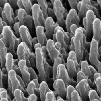 Black silicon can improve digital imaging