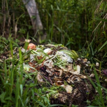 Discarded food atop a compost pile at an organic farm.