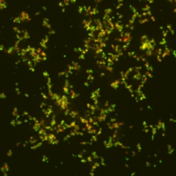 Nano-particles in green, targeting bacteria, shown in red.