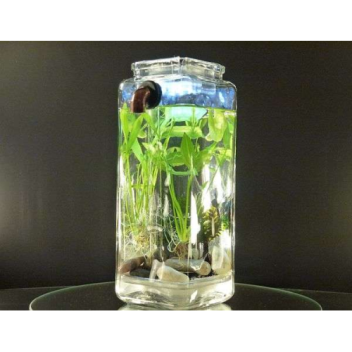 Fish tank with built-in reservoir for dirt and debris