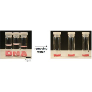 Hydrogels made in the form of the letters D, N and A collapse into a liquid-like state on their own but return to the original shape when surrounded by water