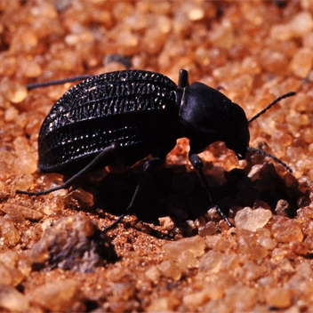 Beetle Inspired Coating Stops Frost