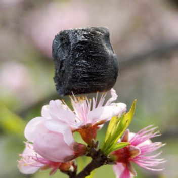 The graphene aerogel created by a team at China's Zhejiang University