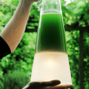 Algae powered eco-lamp