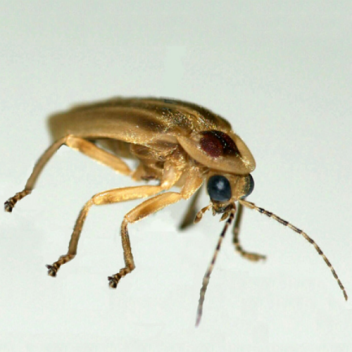 The abdomen of this Photuris firefly is coated with jagged scales that help the bug shine brighter.