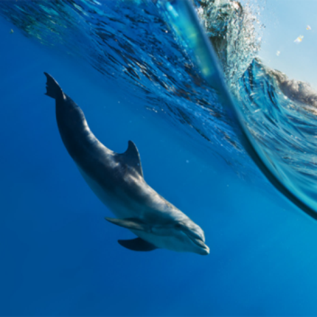 Bomb-Detecting Radar Method Inspired By Dolphins