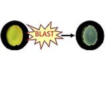 Color-changing patch to indicate the strength of exposure to blasts from explosives