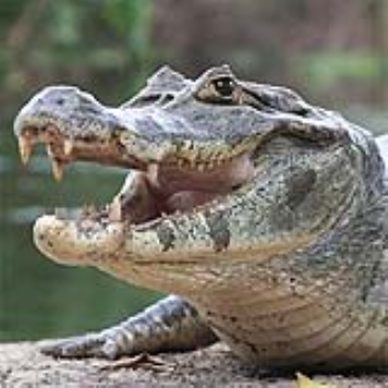 Crocodiles have a high immune system and heal quickly