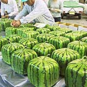 Square shaped watermelons are easier to pack