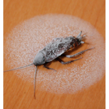 Arctic Spray freezes cockroaches for easy disposal